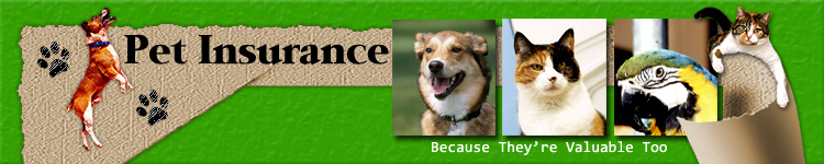 pet insurance header graphic